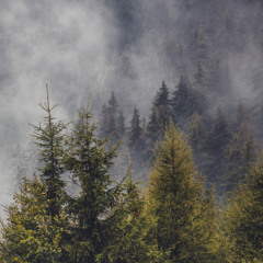 All Pine