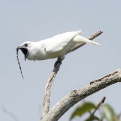 mating calls of the amazonian white bellbird