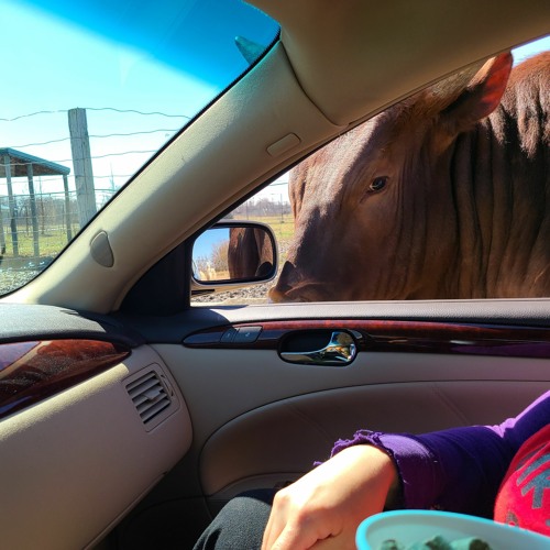 Only the Animals Can Say Your Name