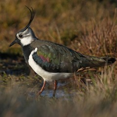 Lapwings & Skylarks - 5 May 2025-5.26am - Soomaa National Park Estonia