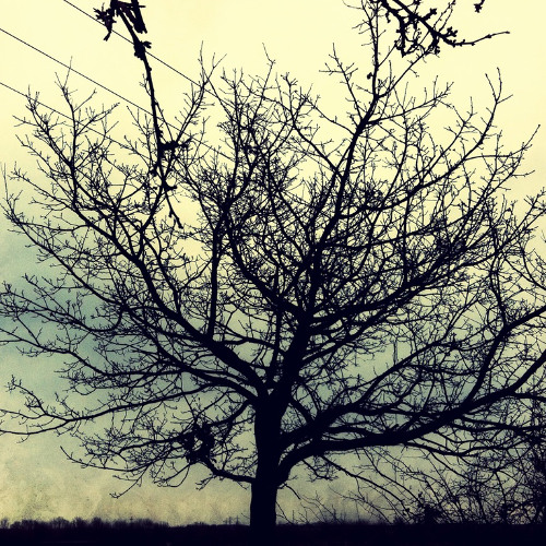 056-Charcoal Tree-2016 4track Demo