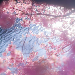 You Blossom Like Sakura