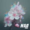 Apple Blossoms