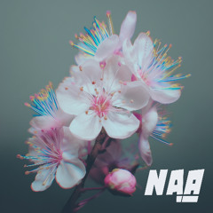 Apple Blossoms