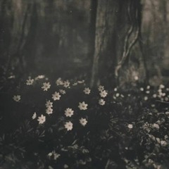 The Prophecy - In Silence