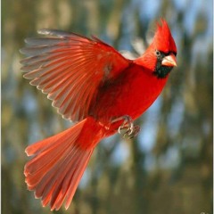 Cardinal Sonatina, for solo piano