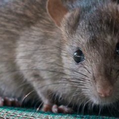 6ix9ine gooba type beat