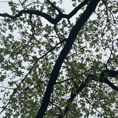 i am allowed to exist