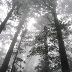 Ravine