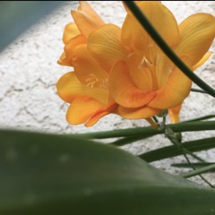 Once Again - Harriet Goldberg (ft. Krisanthi Pappas)