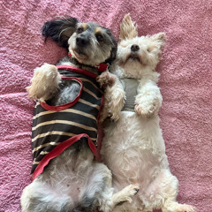 Summer Season 2025 Vol:1