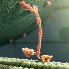 Particulas Elementales - fugaguga & gvaram