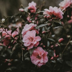 سورة مريم_اسلام صبحي