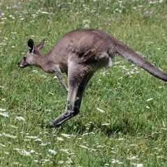 Boing X Insomnia mashup (Bertram Grenaae Mashup)