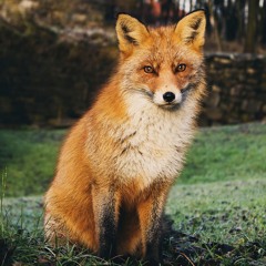 LISIK CASE🦊