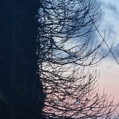 midjuniper (2001).wav