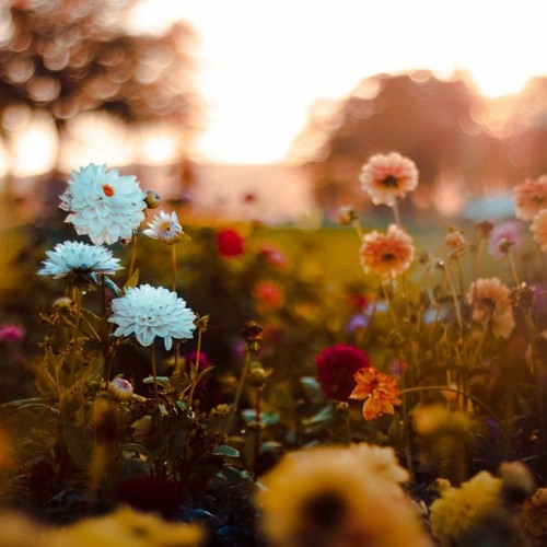 HoneyBeats (PROGRESSIVE TRANCE)