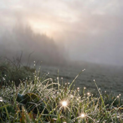 Walk me out in the Morning Dew  Cover van original Song