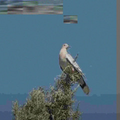mourning dove