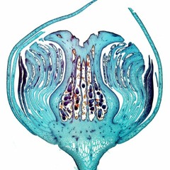 Trio Minus One Combo (ft Noel Sauga)