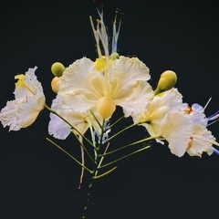 Metag Bunei- Gtyai ft. KANrob’s, & JNY (Prod. Z-RAM@)