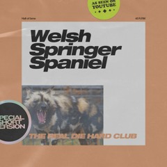 Welsh Springer Spaniel (DoggyBag)