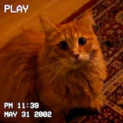 Alain et les Félins