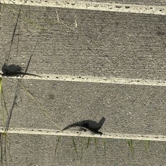 Delivery Presents: Haan 100625