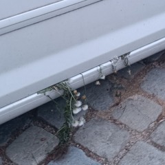 Gänseblümchen (dizzyutopia)