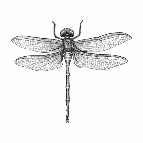 dragonfly