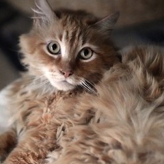 Animals Have Souls - MST