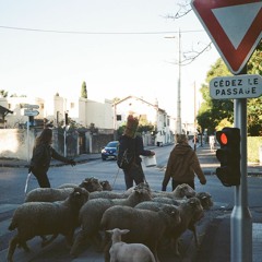 Les moutons marseillais