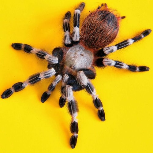 TARANTISM - Episode 1