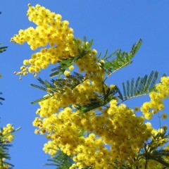 Le mimosa