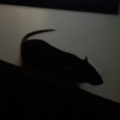 snitchy boy