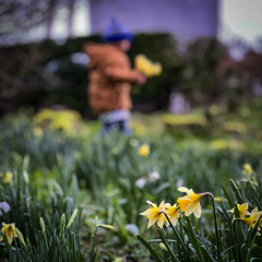 Mark Slee - Forage: Daffodilia [March 2026]