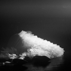 Voici Venir Les Oiseaux! (Acoustics only)