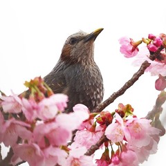 ヒヨドリの鳴き声