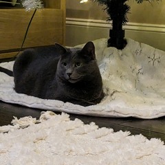 Cat Purring White Noise