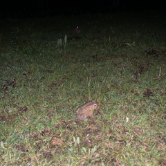 your mom gives me nek in the cvs bathroom as i sip robitussin freestyle