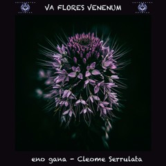 Cleome Serrulata - VA Flores Venenum compiled by Oxomo (272 bpm)