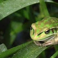 green and golden