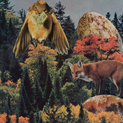 the fox comes with me