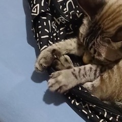 ainda tô aprendendo p.ultrasensiveis