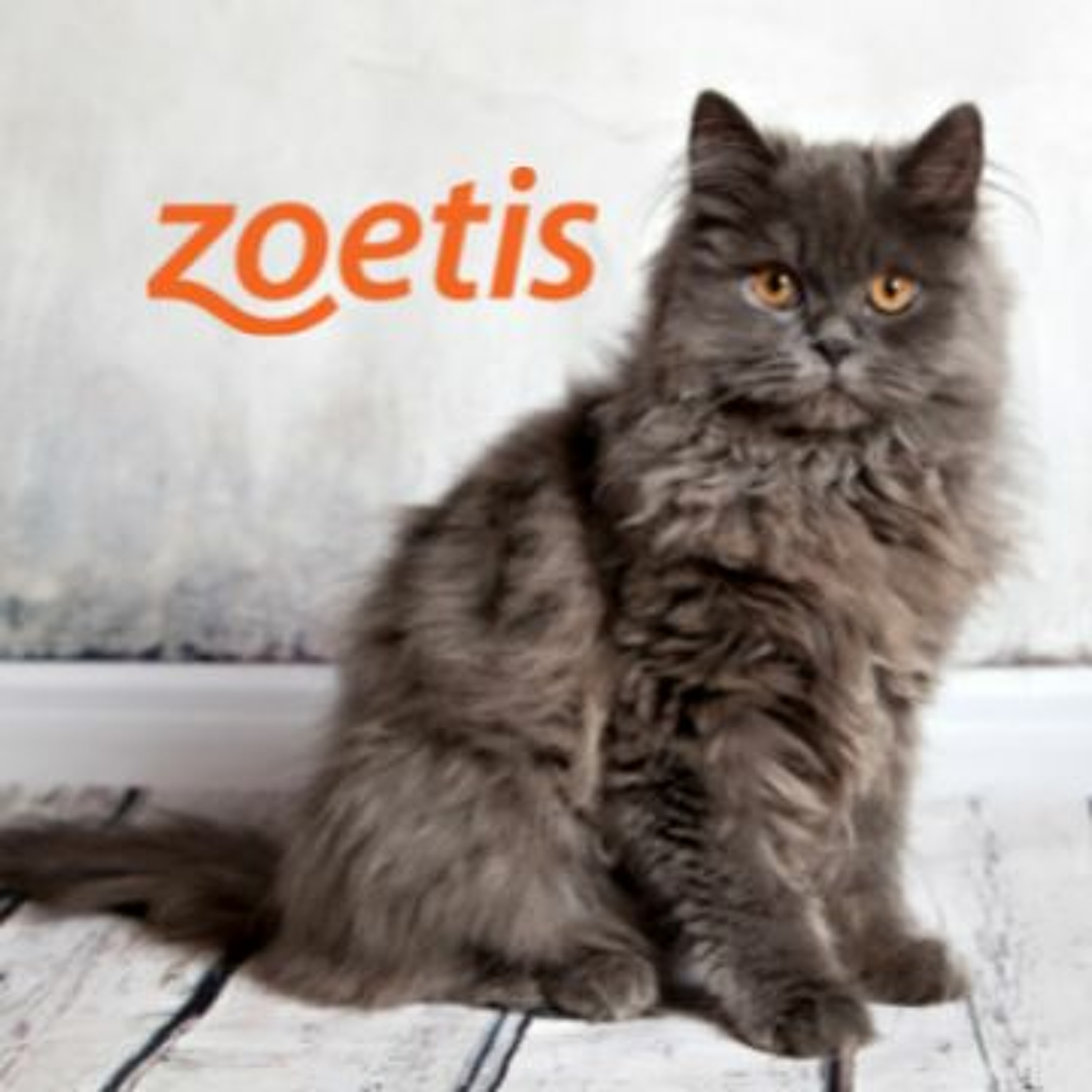 VetFolio Voice