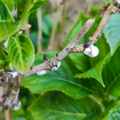 White spots on hydrangea