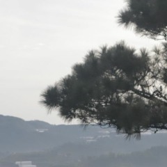 Anhtudonhungcodon - cover