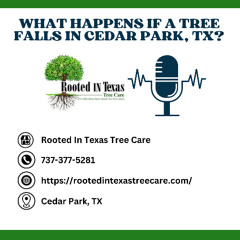 What Happens If a Tree Falls in Cedar Park, TX?