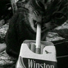 Evil cat