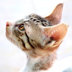 kitten meow sound